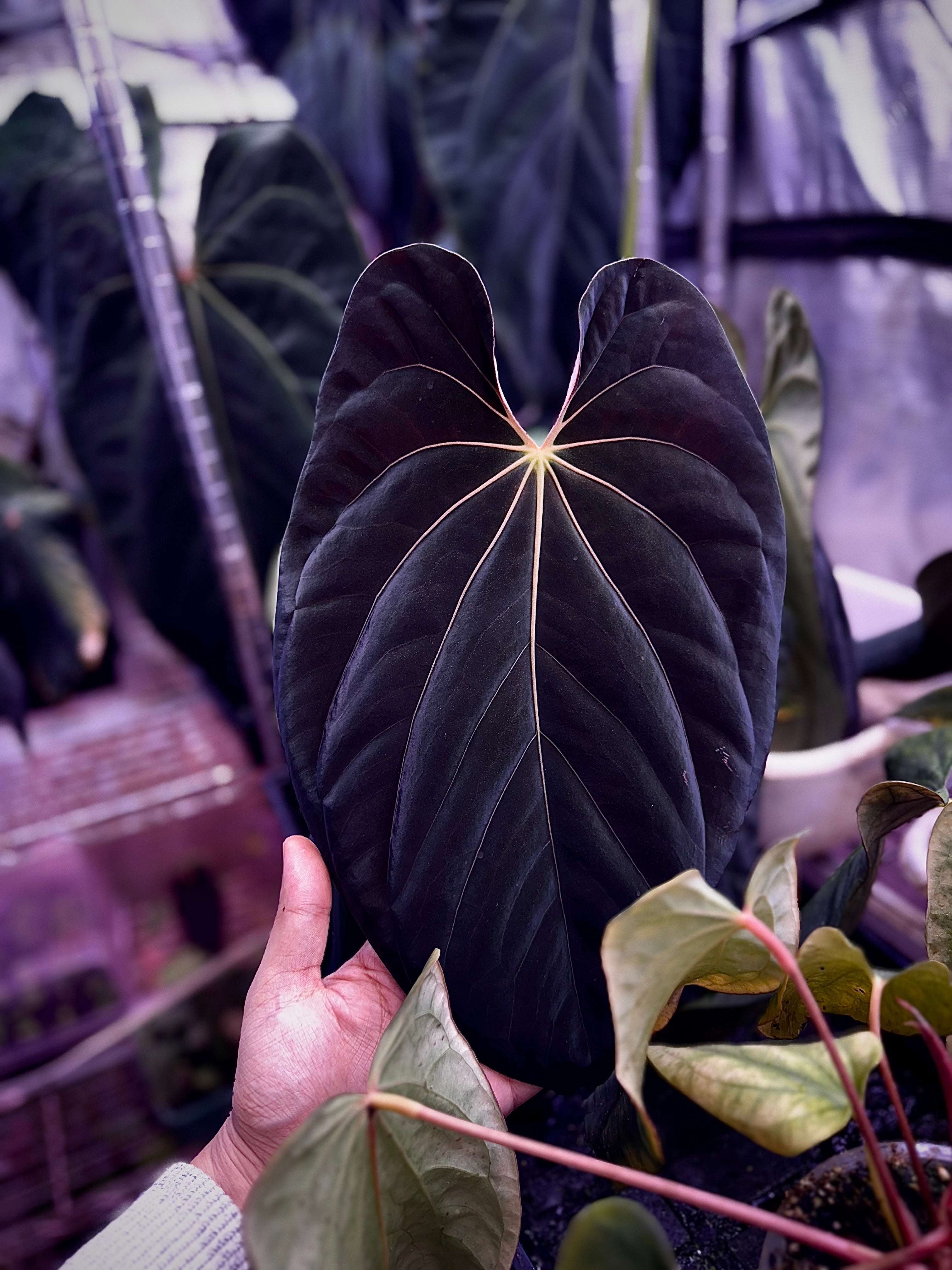 Black Velvet Eastern Panama/Antolakii  Thrivehaus Specialty Anthuriums